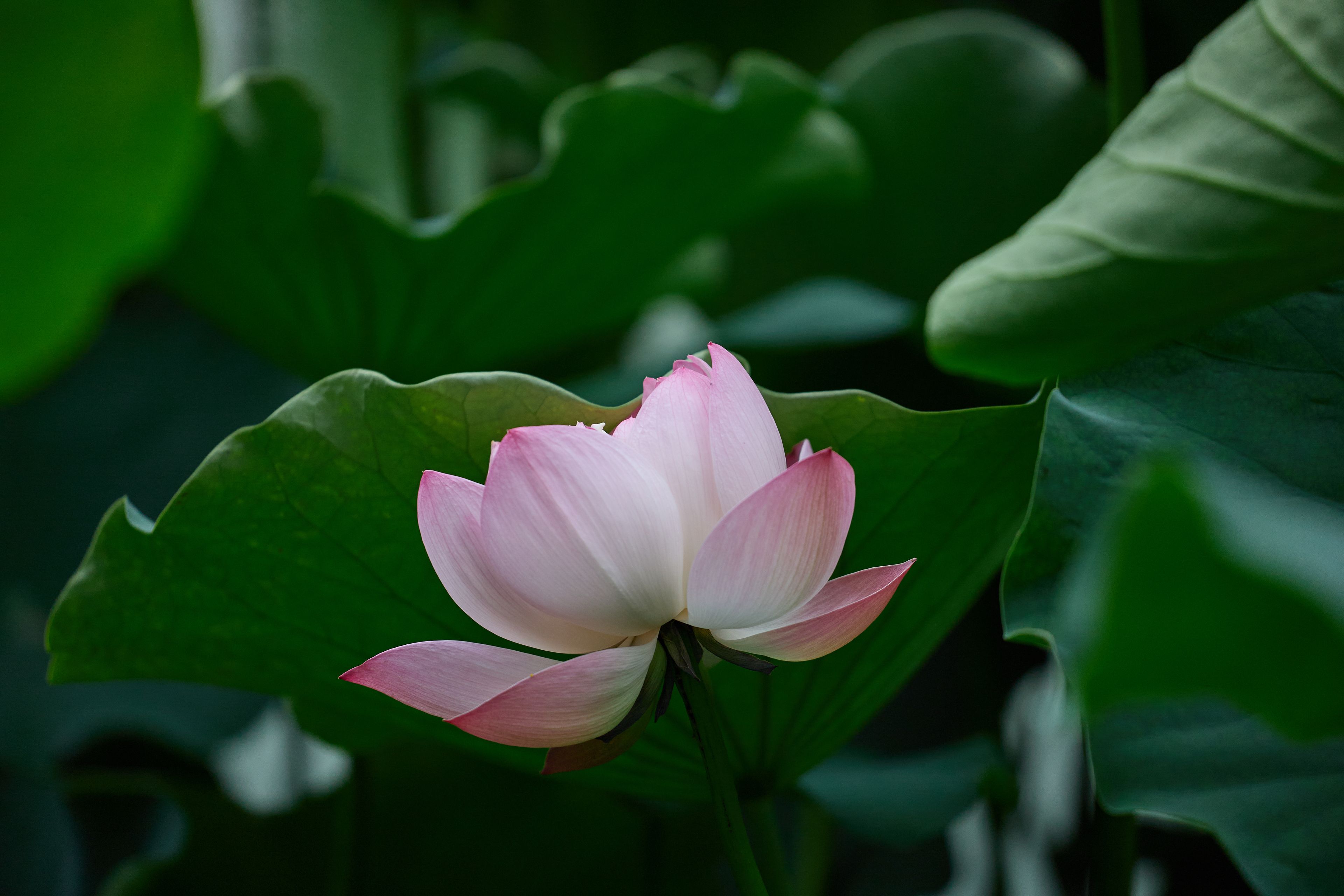 Elegant lotus flower illustration representing Padma's calm, premium AI phone agent service
